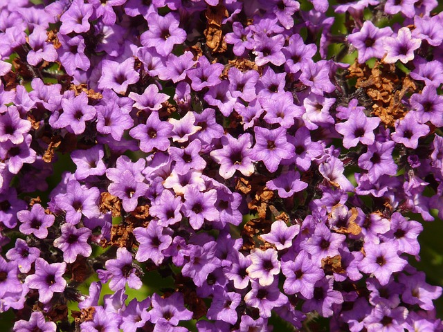 heliotrope poisonous to dogs