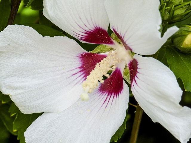 Rose Mallow Lovetoknow