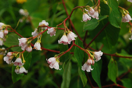 is dogbane poisonous to dogs