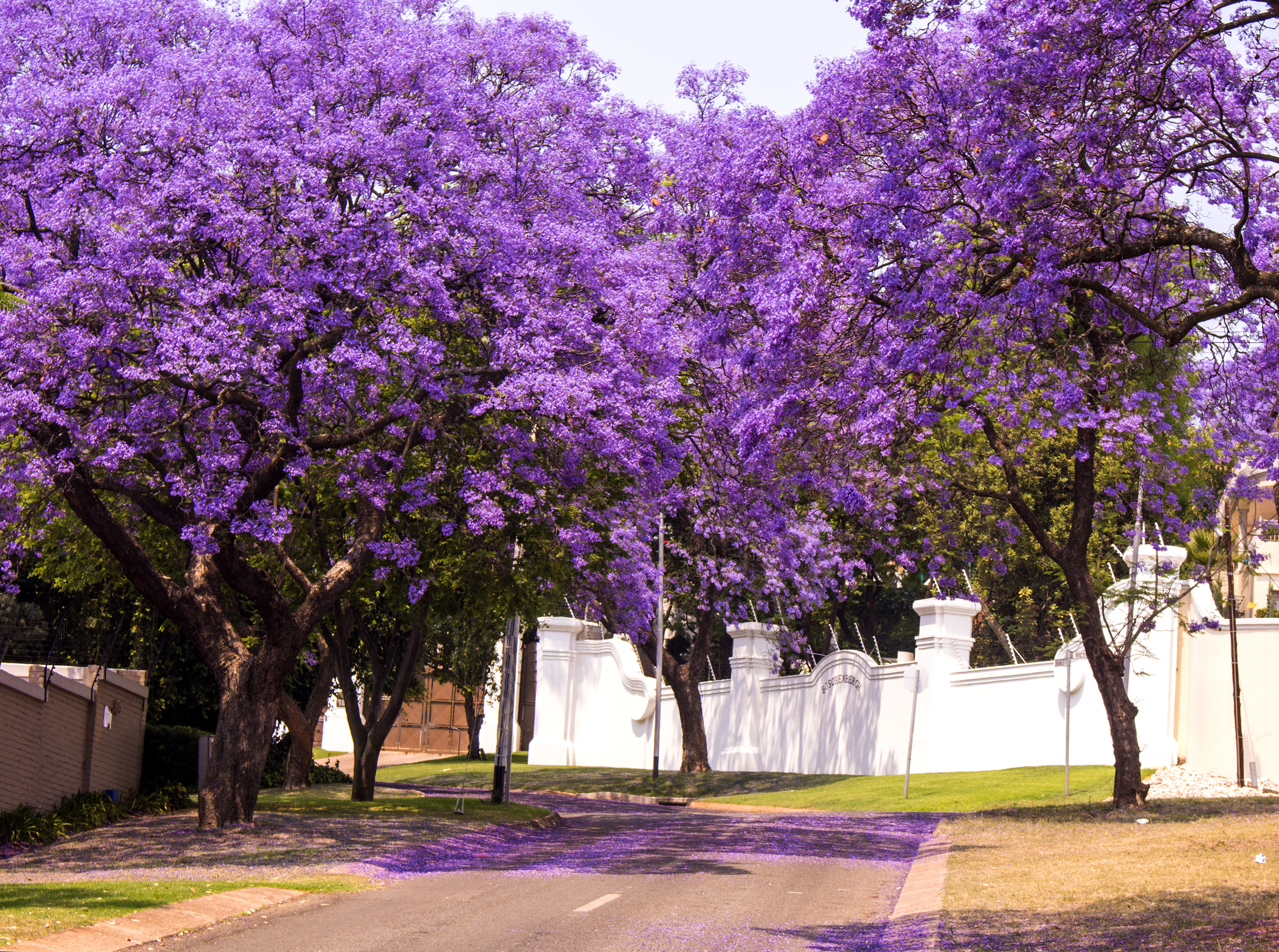 Jacaranda Trees Lovetoknow