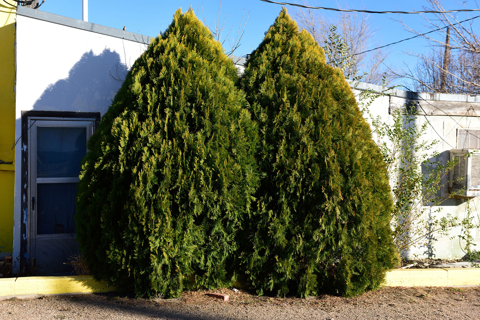 types of cypress trees