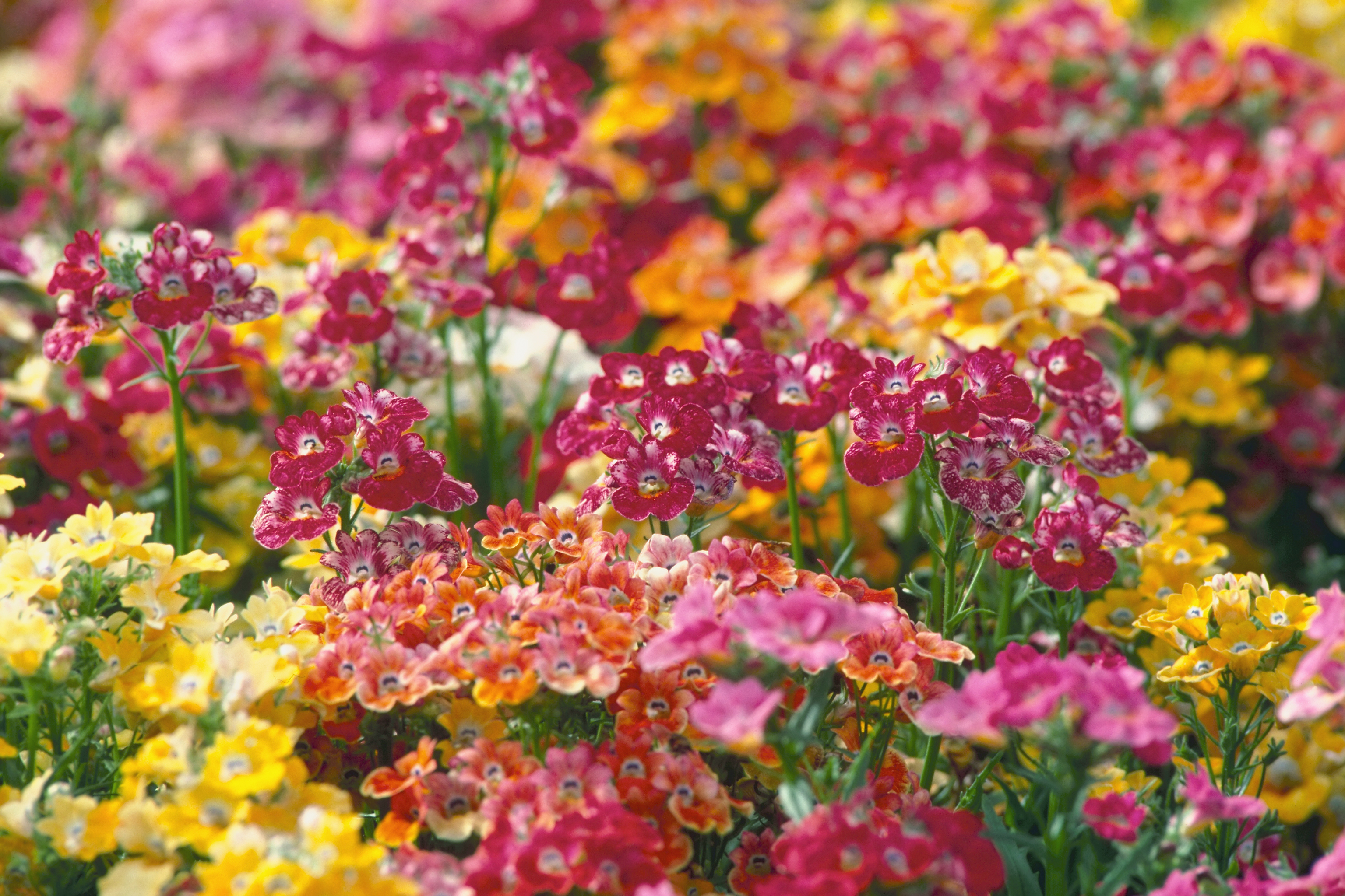 Nemesia Perennial Flower Best Flower Site