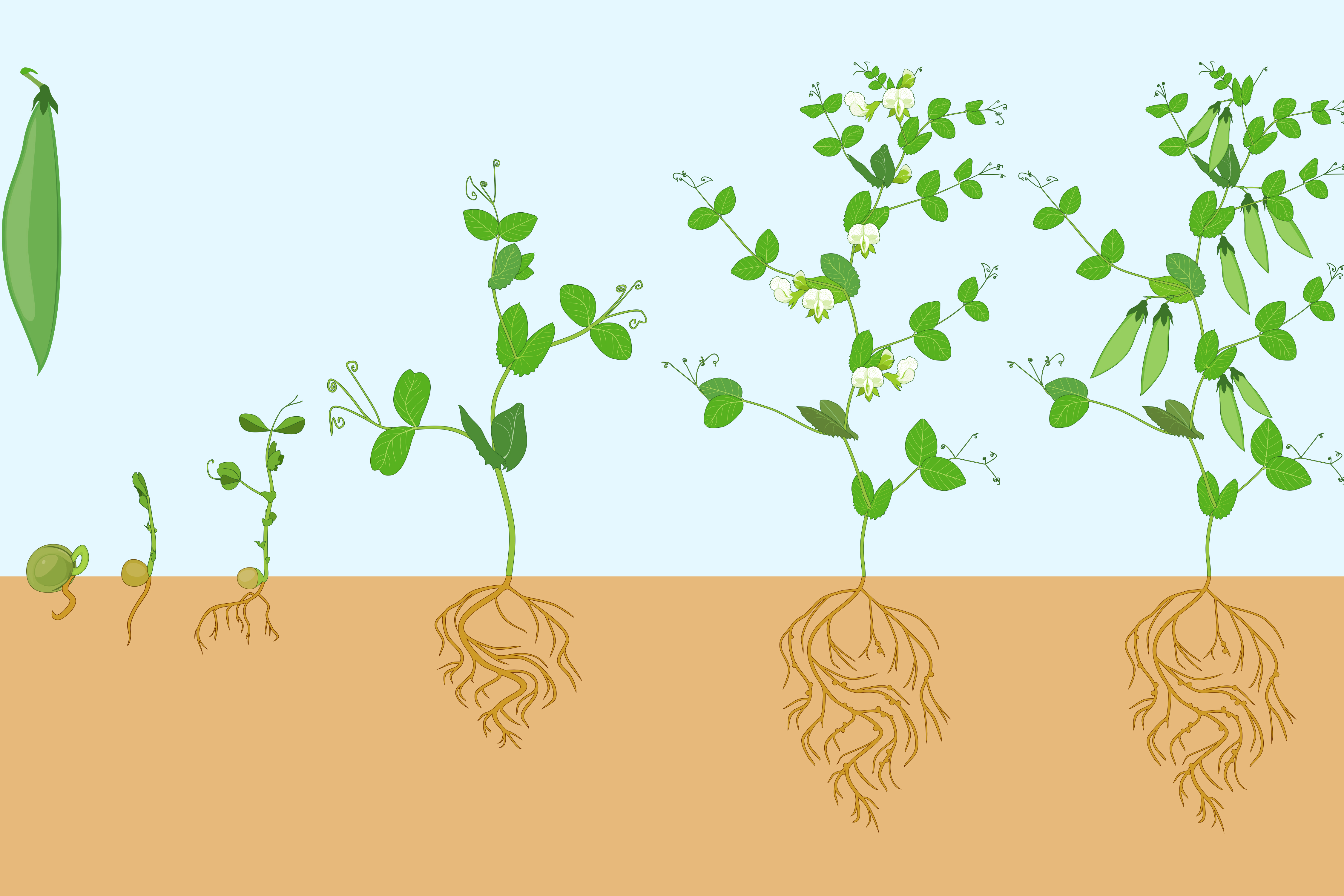 germination of a bean seed timeline