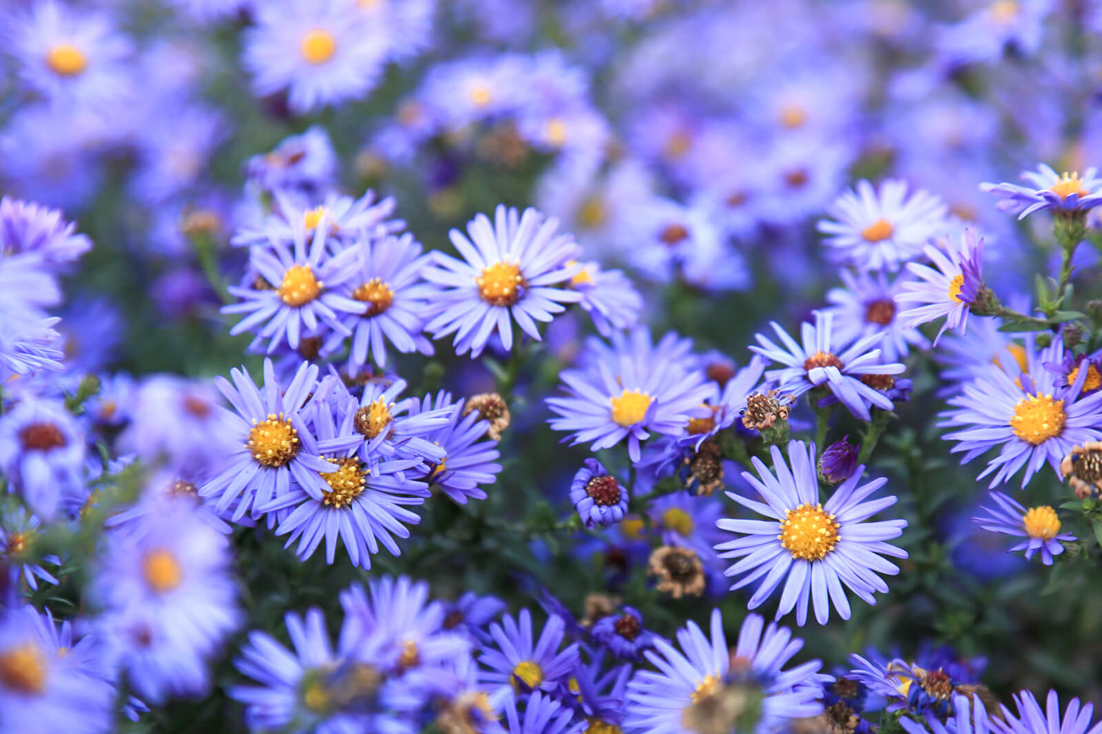 September Flowers