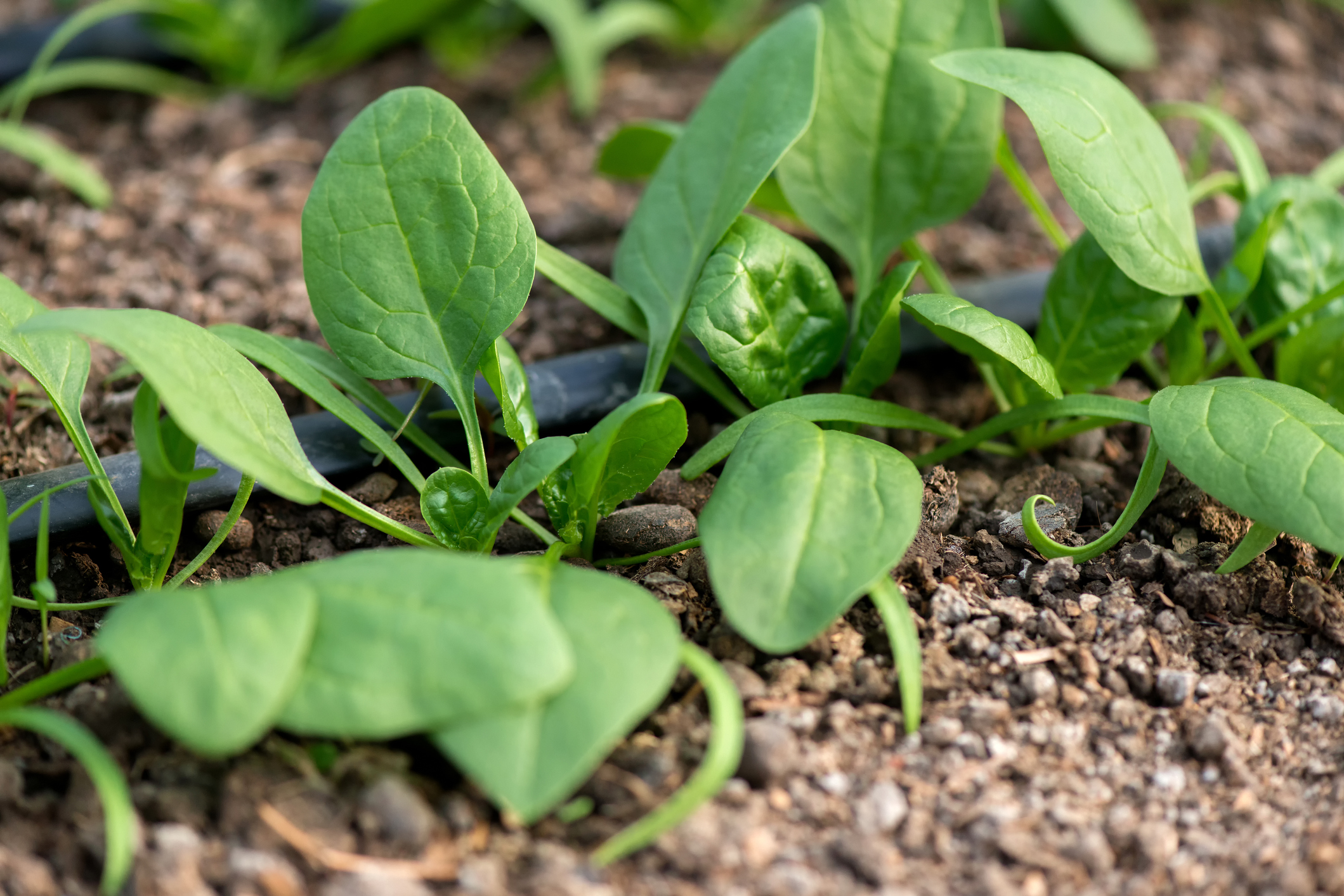 Growing and Caring for Spinach