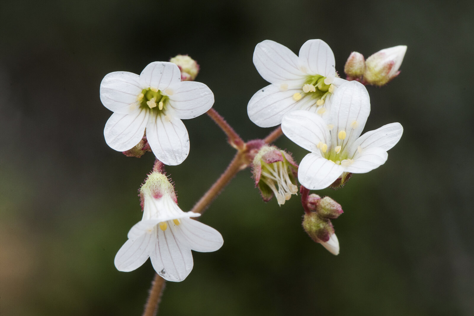 Saxifrage Flower | Best Flower Site