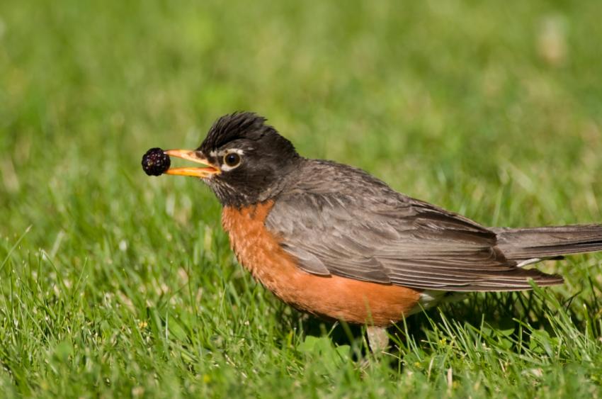 Which Berries Grow on Trees? LoveToKnow