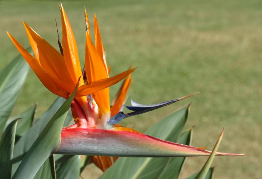 Tropical Plants For Outdoor Summer Containers Lovetoknow Birdofparadise Jpg