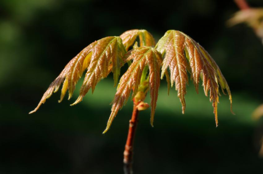 Sugar Maple Tree Picture LoveToKnow