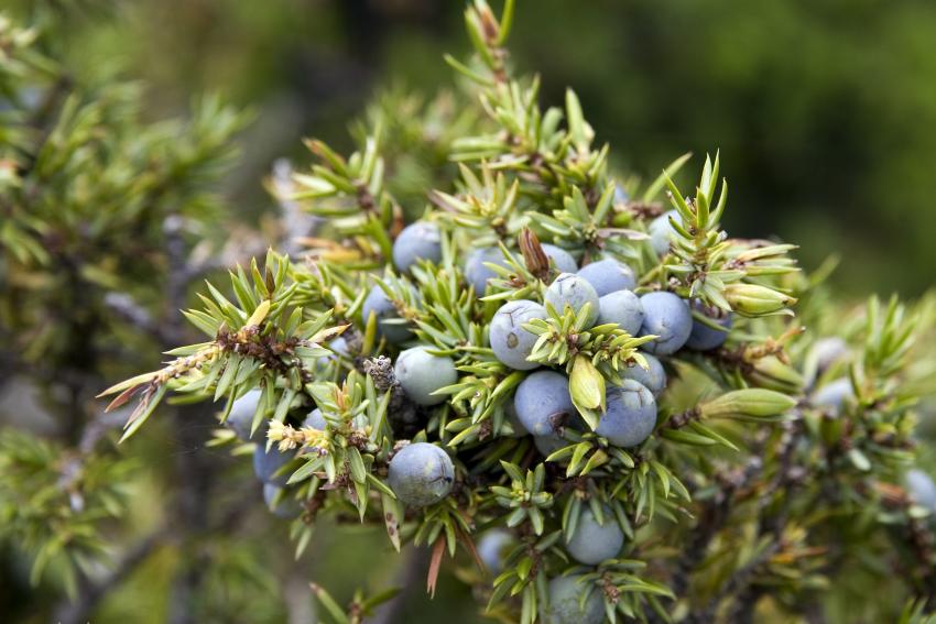 11 Berries That Grow on Trees & Which Ones Are Edible LoveToKnow