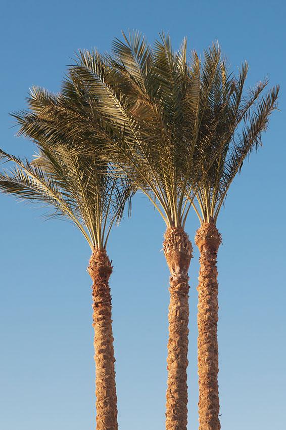 Pictures of Different Types of Palm Trees LoveToKnow