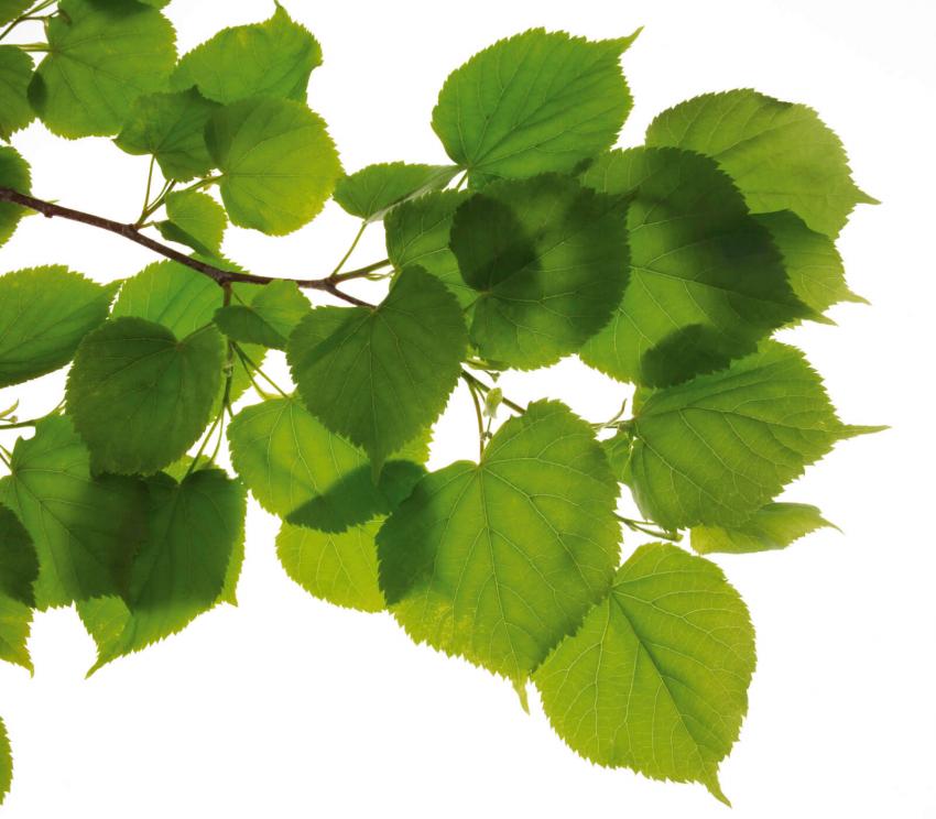 Tree Identification Guide With Simple Steps LoveToKnow