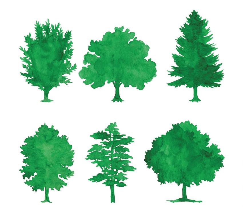 Tree Identification Guide With Simple Steps LoveToKnow