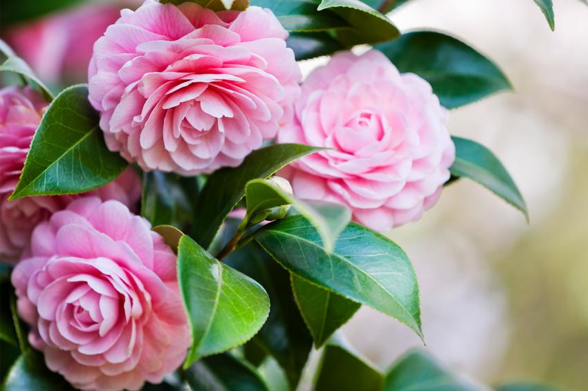 10 Flowers That Represent Love to Give to Someone You Adore LoveToKnow