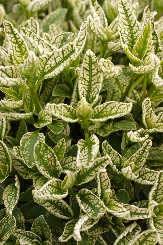 Types of Mint & Their Uses LoveToKnow