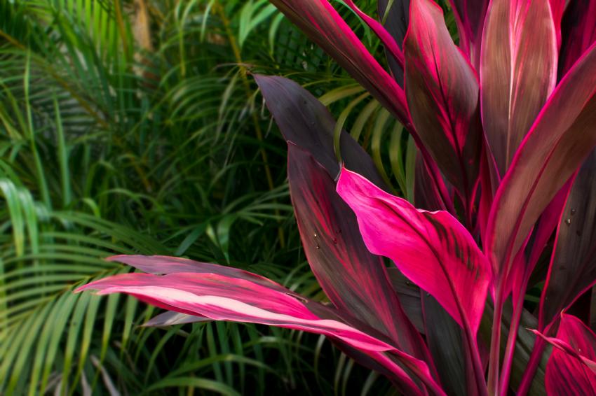 10 Colorful Indoor Plants That'll Look in Your Space LoveToKnow