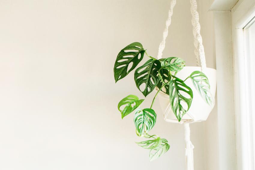 12 Best Hanging Indoor Plants to Beautify Your Home LoveToKnow