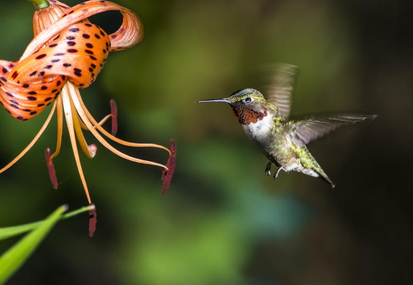 12 Flowers That Attract & Feed Hummingbirds LoveToKnow