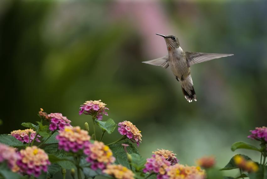 12 Flowers That Attract & Feed Hummingbirds LoveToKnow