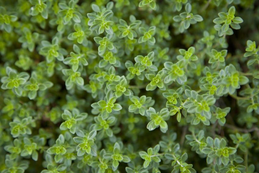 22 MosquitoRepellent Plants to Protect Your Yard & Garden LoveToKnow