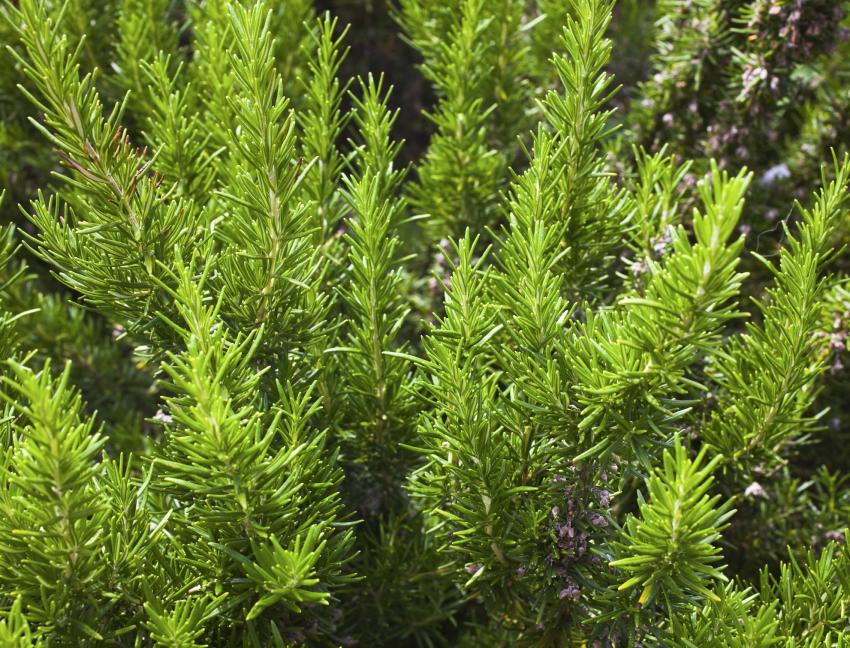 22 MosquitoRepellent Plants to Protect Your Yard & Garden LoveToKnow