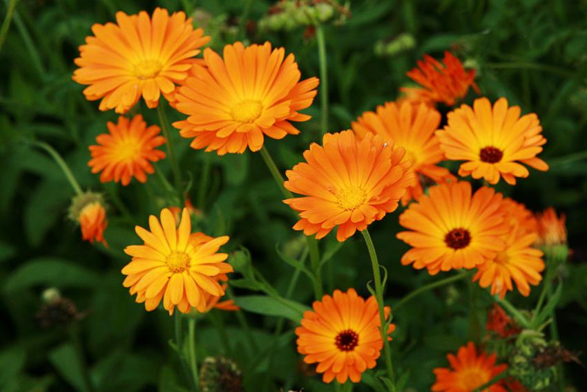17 Best Plants for Pollinators to Keep Your Garden Buzzing LoveToKnow