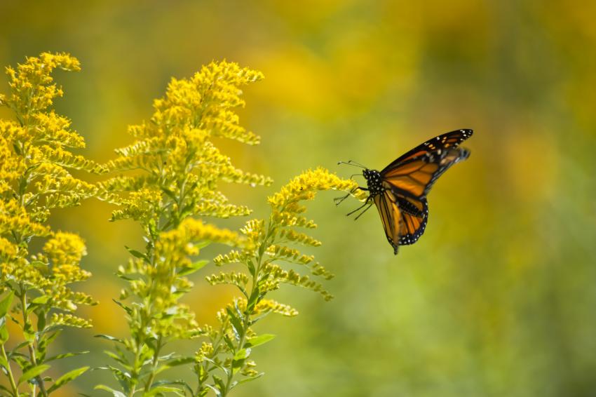 17 Best Plants for Pollinators to Keep Your Garden Buzzing | LoveToKnow