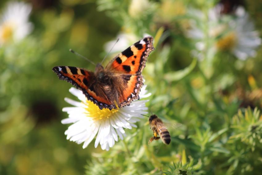 17 Best Plants for Pollinators to Keep Your Garden Buzzing | 91PORNY