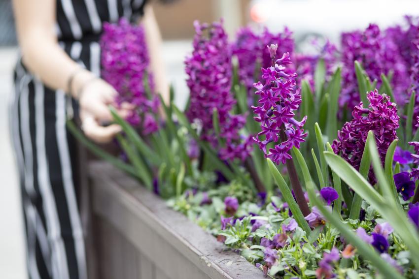8 Spring Flowering Bulbs to Awaken Your Garden From Winter | LoveToKnow