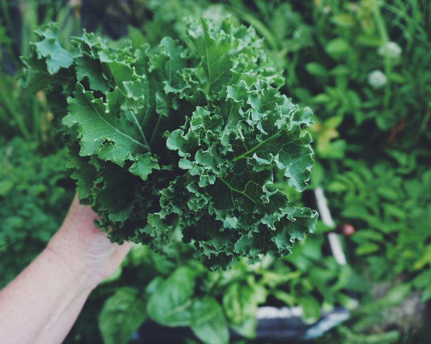 8 Best Dill Companion Plants That Won't Leave You in a Pickle LoveToKnow