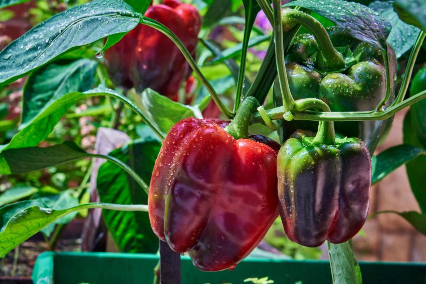 12 Tomato Companion Plants for a Bumper Crop of Goodness LoveToKnow