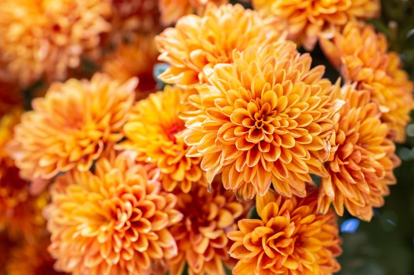 Meaning and Symbolism of Different Color Chrysanthemums LoveToKnow