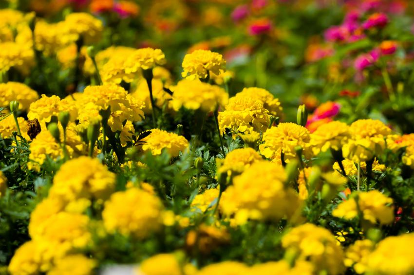 Meaning and Symbolism of Different Color Chrysanthemums LoveToKnow