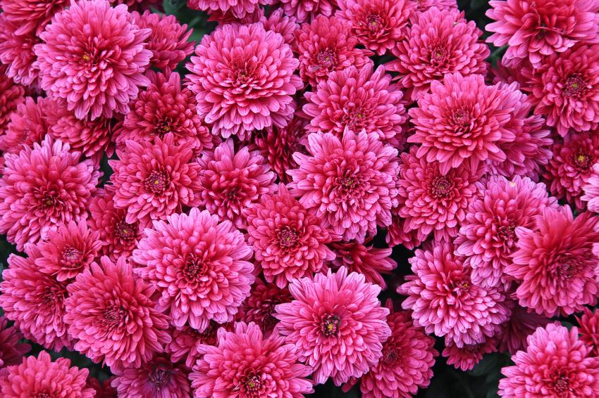 Meaning and Symbolism of Different Color Chrysanthemums LoveToKnow