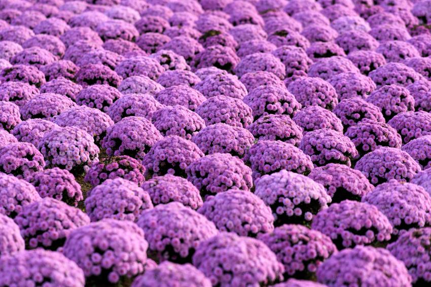 Meaning and Symbolism of Different Color Chrysanthemums LoveToKnow