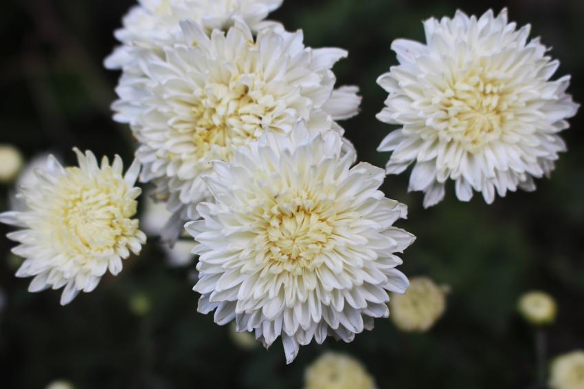 Meaning and Symbolism of Different Color Chrysanthemums LoveToKnow