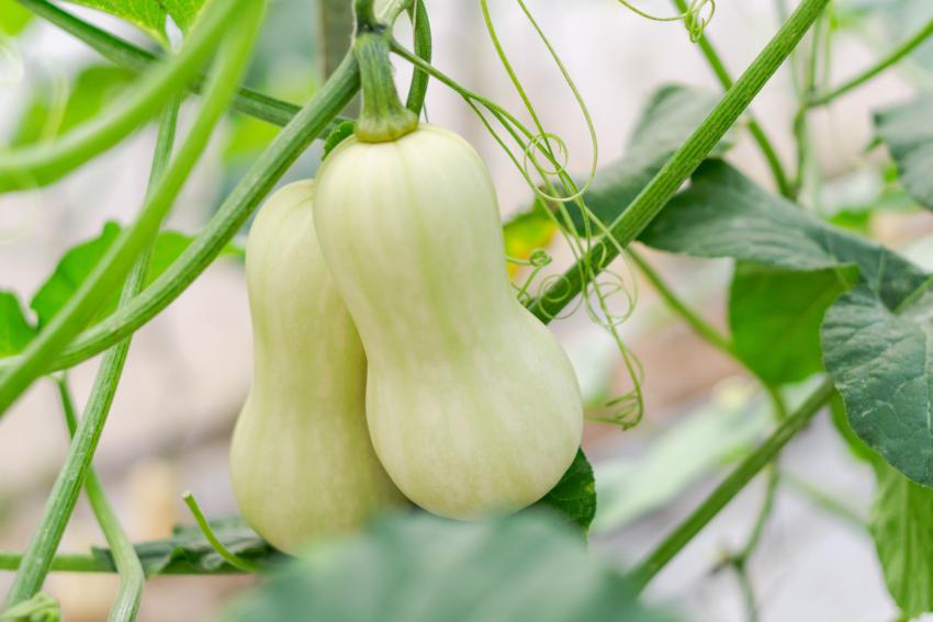 10 Best Squash Companion Plants for a Bountiful Harvest LoveToKnow