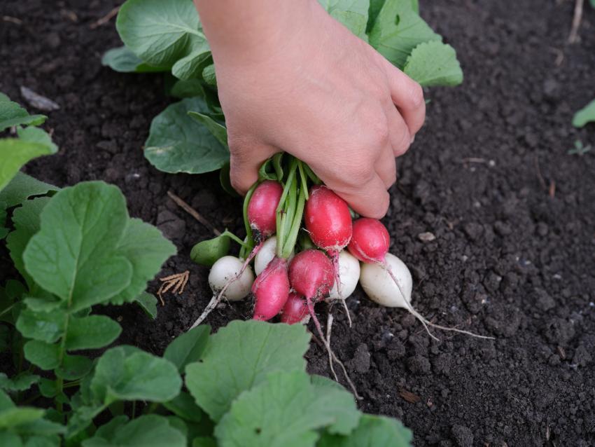 10 Best Squash Companion Plants for a Bountiful Harvest LoveToKnow
