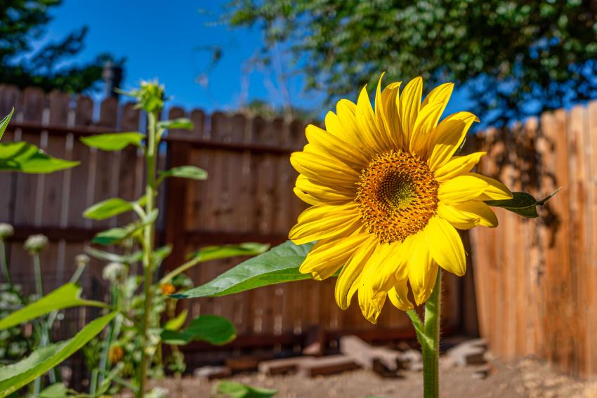 10 Best Squash Companion Plants for a Bountiful Harvest | LoveToKnow