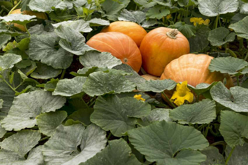 10 Best Squash Companion Plants for a Bountiful Harvest LoveToKnow