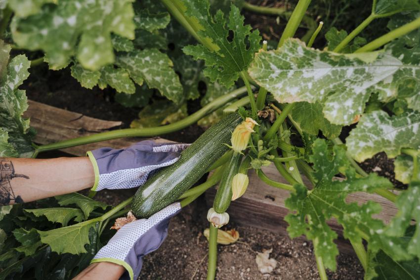 10 Best Squash Companion Plants for a Bountiful Harvest LoveToKnow