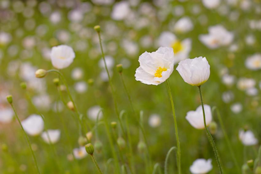Meaning and Symbolism of Different Color Poppies LoveToKnow