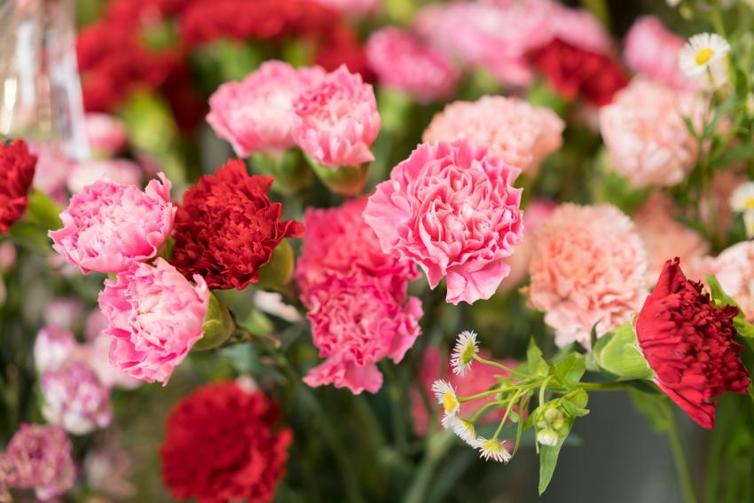 Meaning & Symbolism of Different Colors of Carnations LoveToKnow