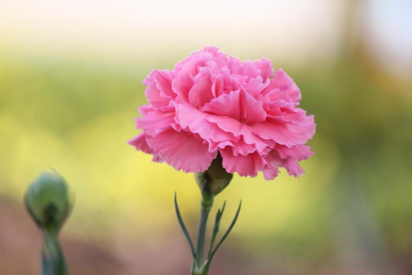 Meaning & Symbolism of Different Colors of Carnations LoveToKnow
