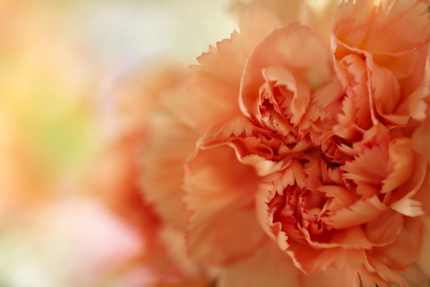 Meaning & Symbolism of Different Colors of Carnations LoveToKnow