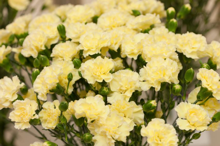 Meaning & Symbolism of Different Colors of Carnations LoveToKnow