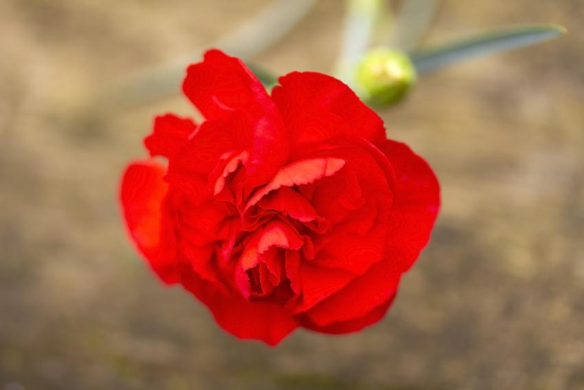 Meaning & Symbolism of Different Colors of Carnations LoveToKnow