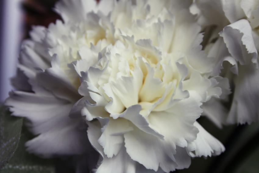 Meaning & Symbolism of Different Colors of Carnations LoveToKnow