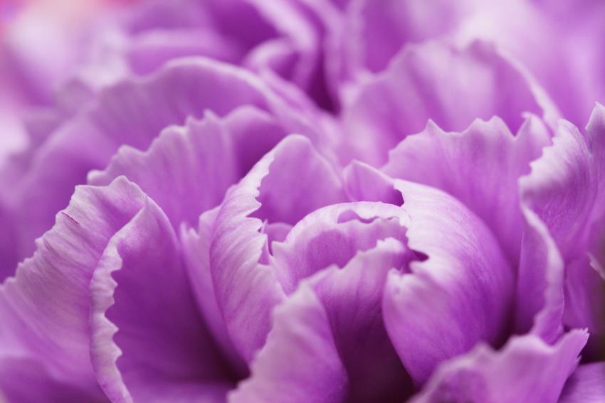 Meaning & Symbolism of Different Colors of Carnations LoveToKnow