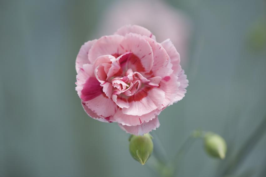 Meaning & Symbolism of Different Colors of Carnations LoveToKnow